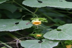 Thladiantha cordifolia